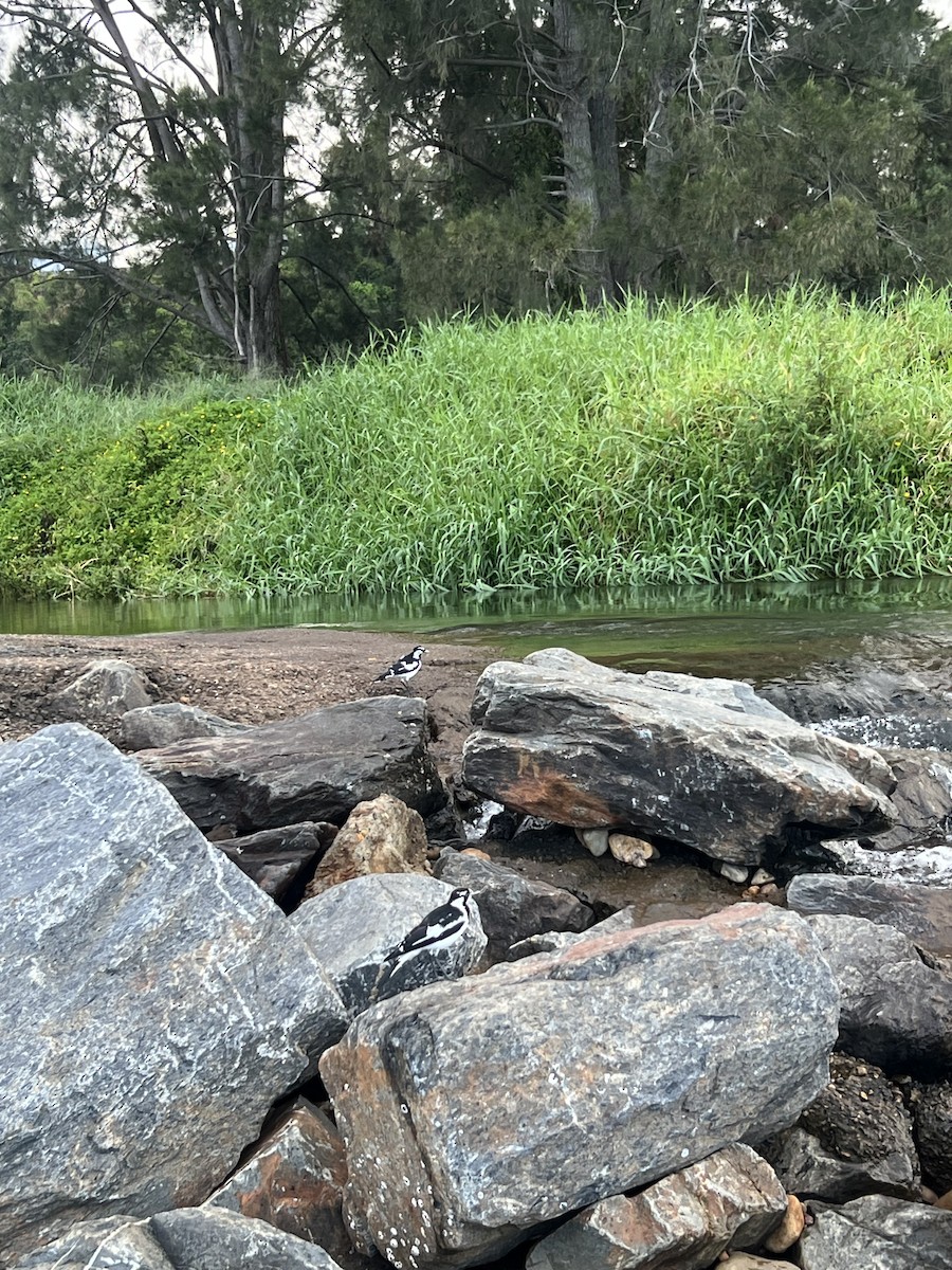 Magpie-lark - ML652167779