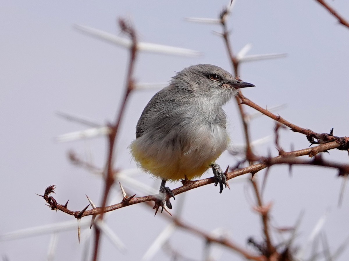 Yellow-bellied Eremomela - ML652168240