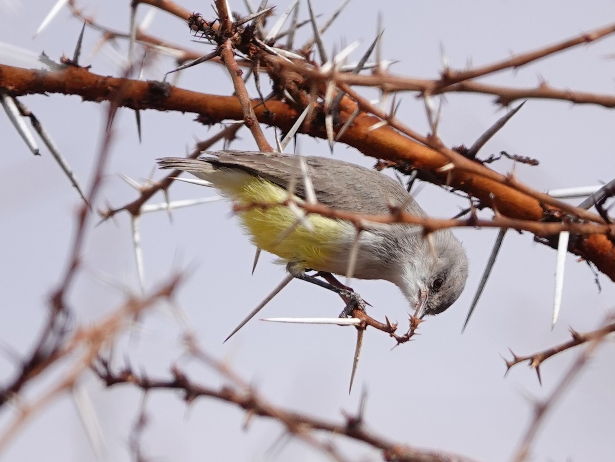 Yellow-bellied Eremomela - ML652168241