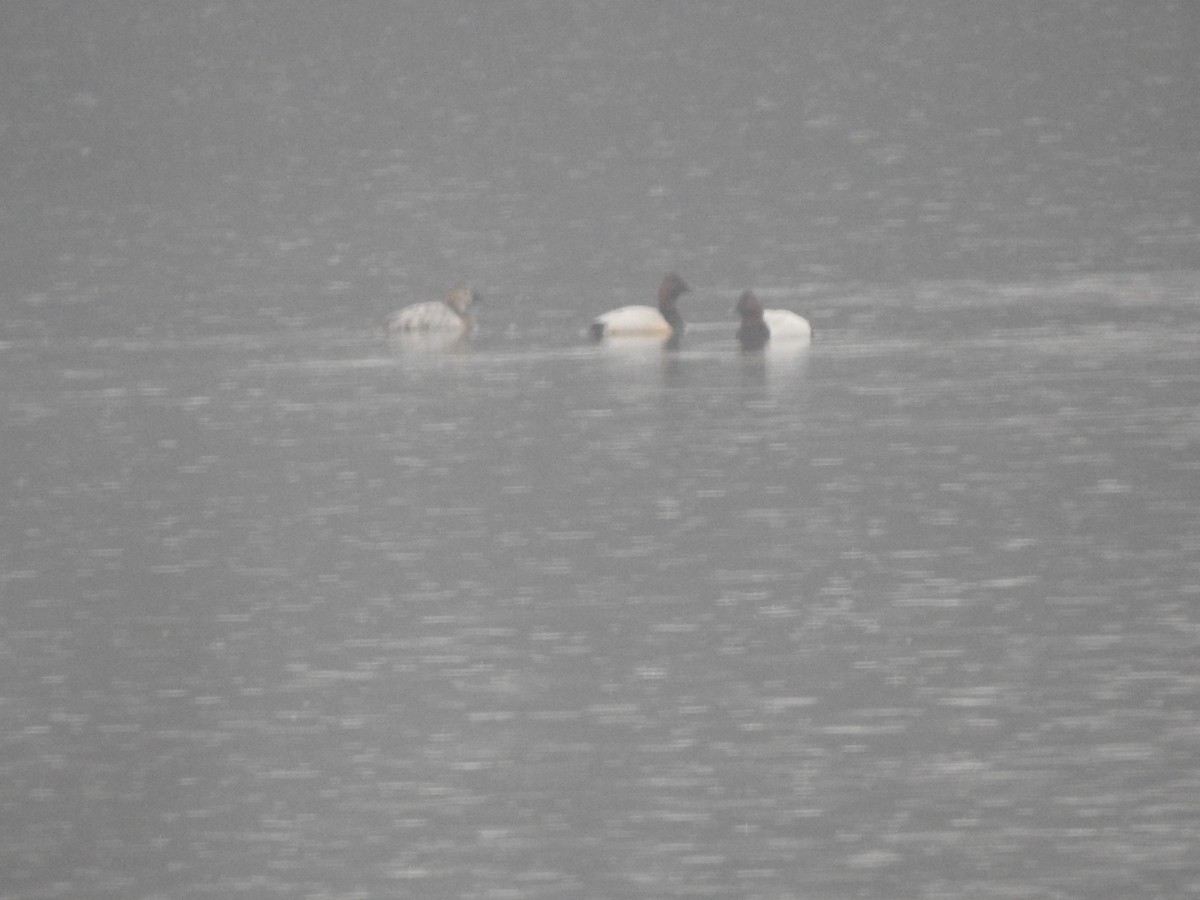 Canvasback - ML652168904