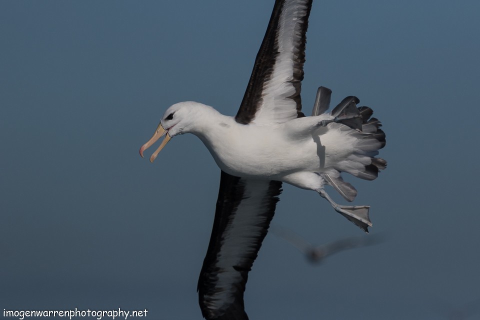 Чернобровый альбатрос - ML65216891