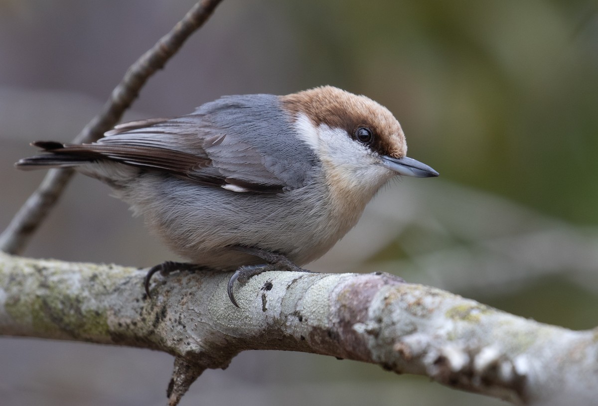 Brown-headed Nuthatch - ML652169113