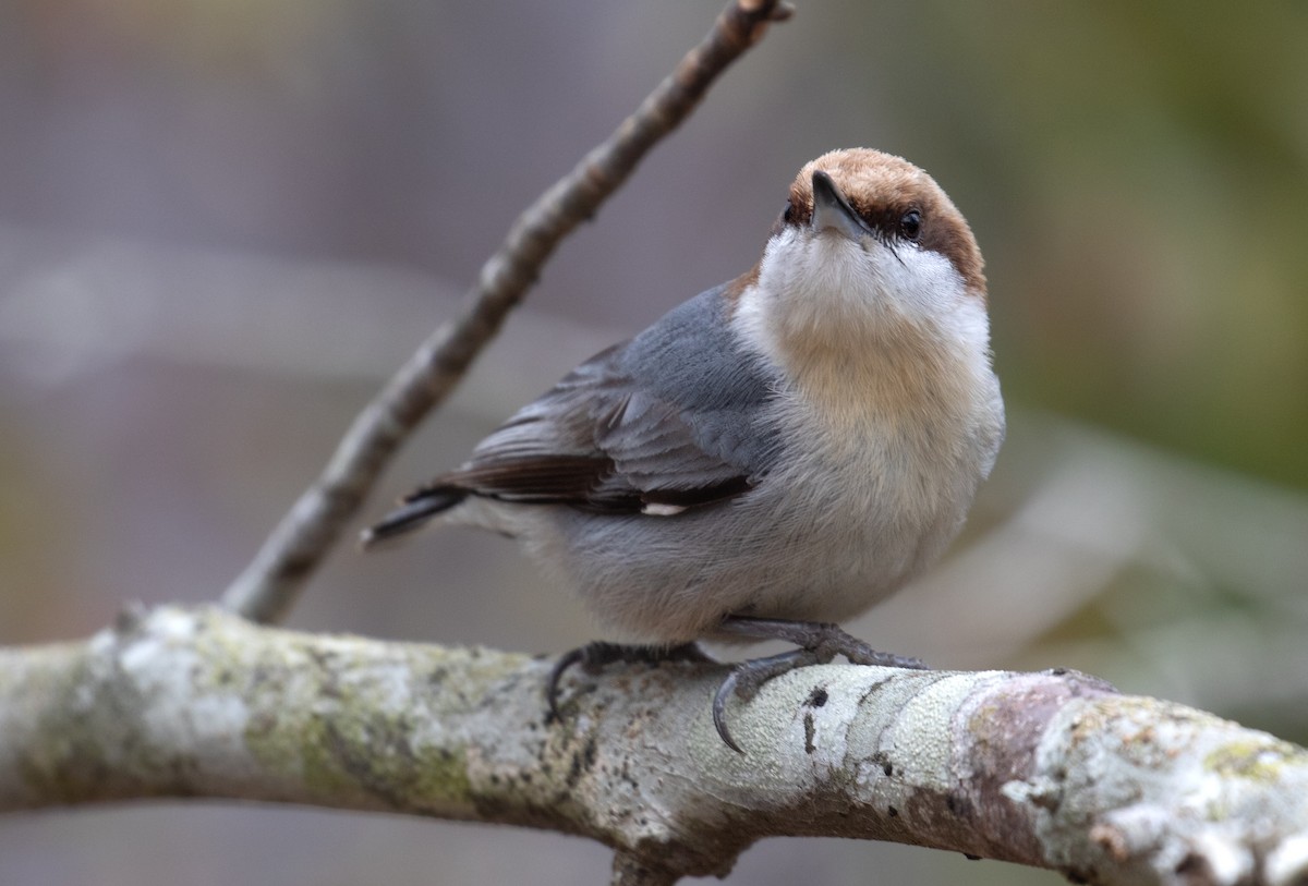 Brown-headed Nuthatch - ML652169114