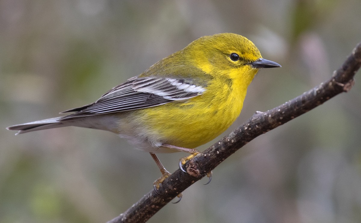 סבכון אורנים - ML652169181