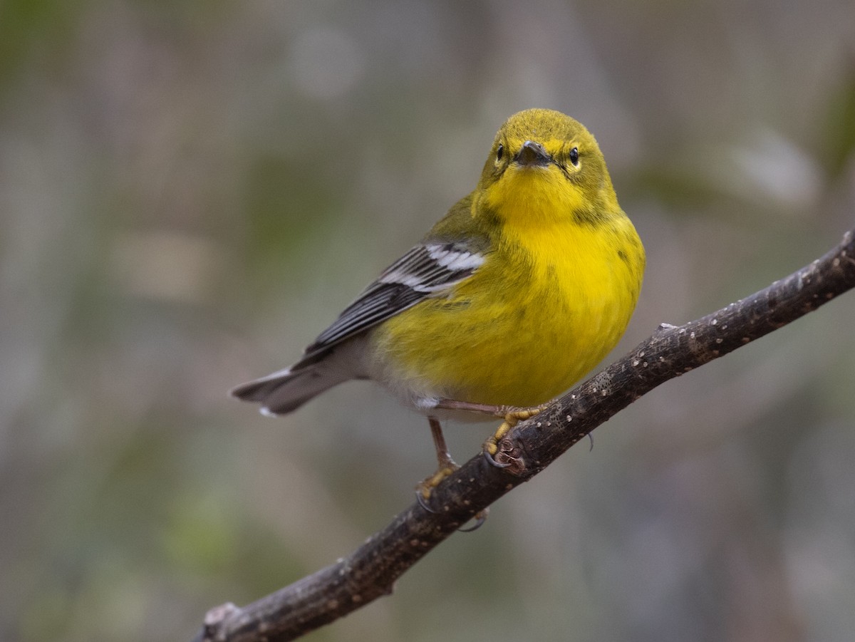 סבכון אורנים - ML652169182