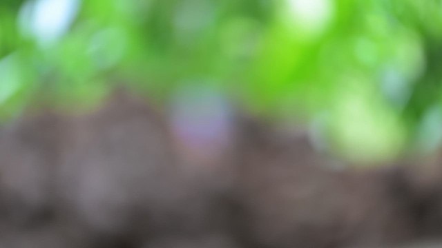 Blue-winged Pitta - ML652169198