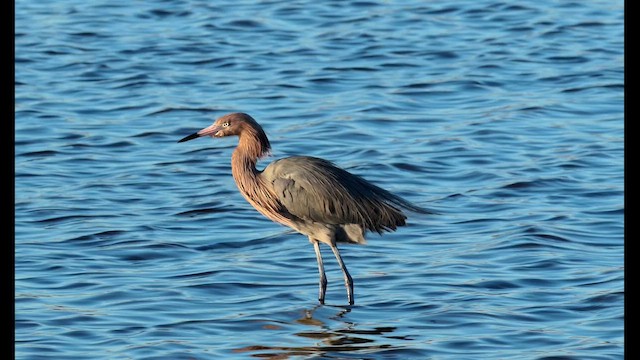 Reddish Egret - ML652169621