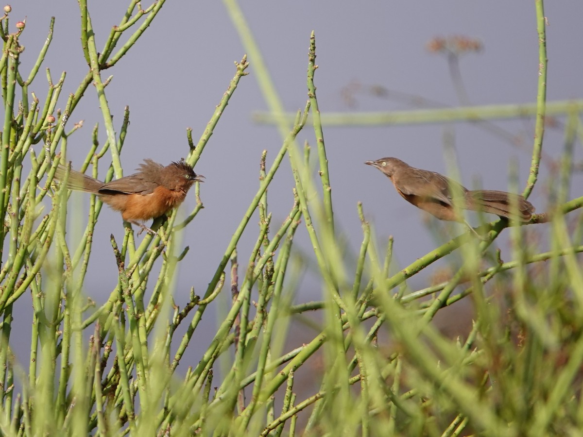 Rufous Chatterer - ML652169723