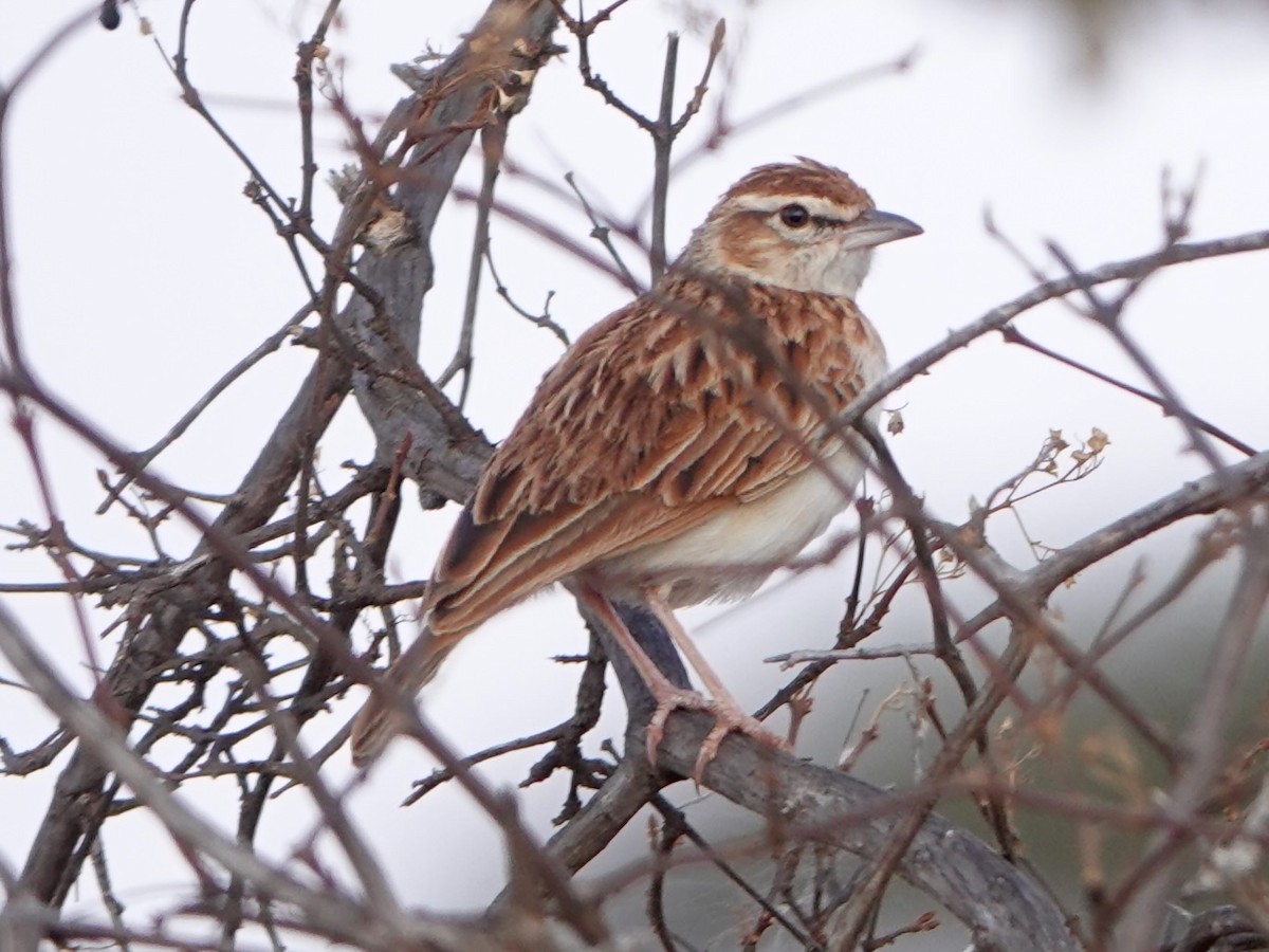 Fawn-colored Lark (Foxy) - ML652169772
