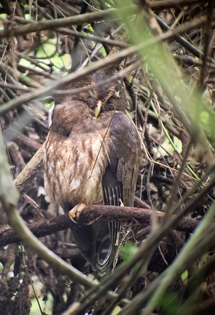 Mottled Owl - ML652169797