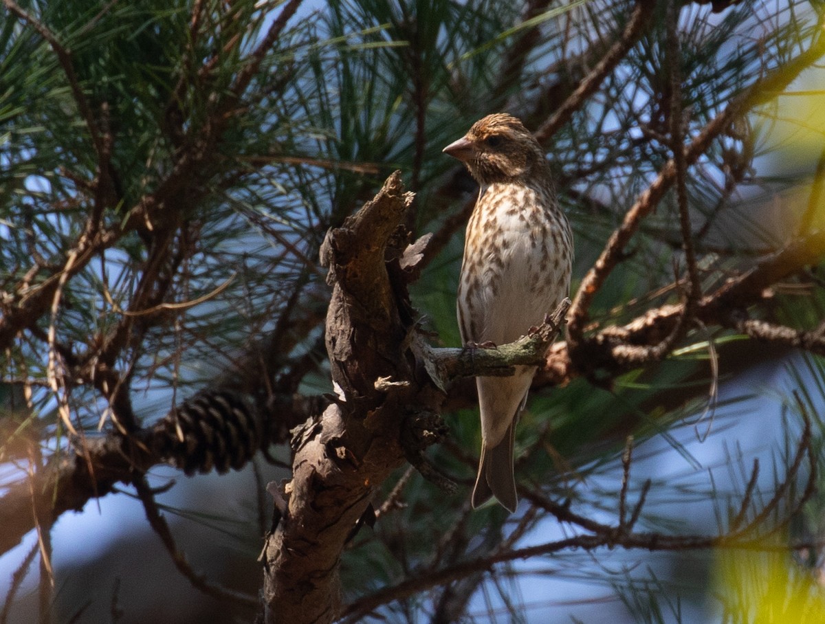Purple Finch - ML652169846