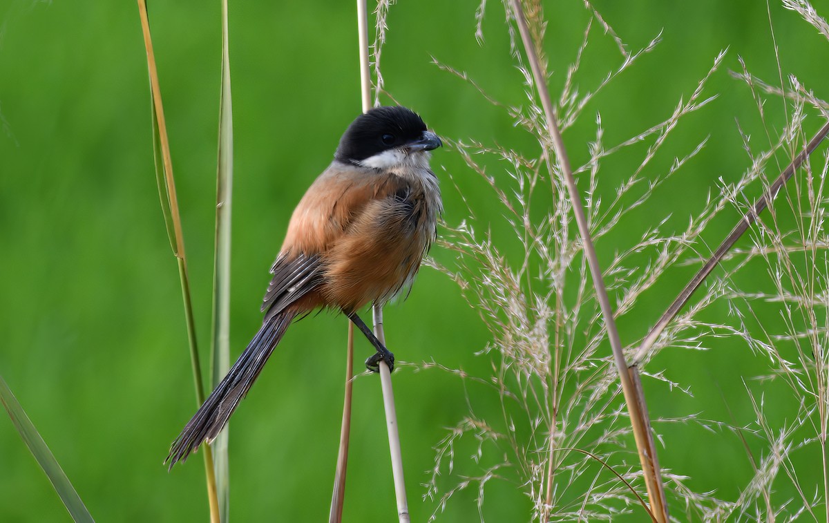 Long-tailed Shrike - ML652169858
