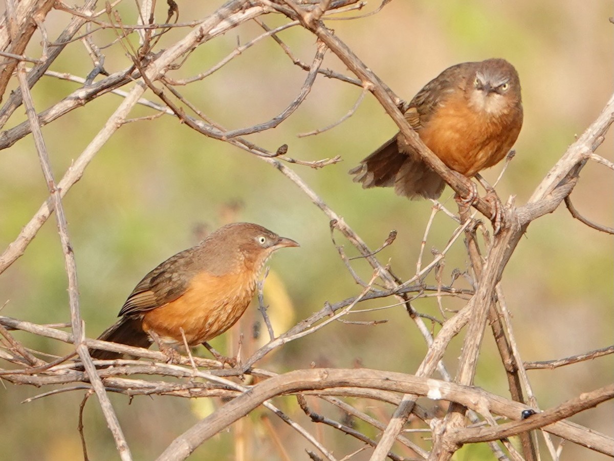 Rufous Chatterer - ML652169902