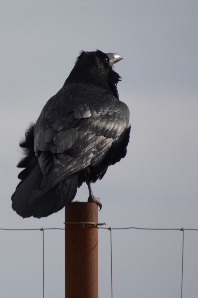 ワタリガラス - ML652170257