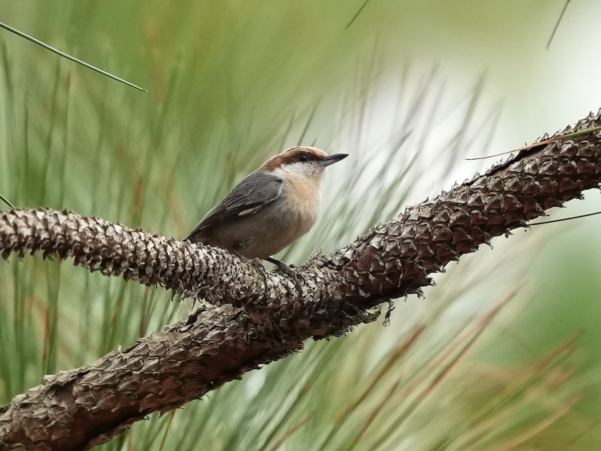 Brown-headed Nuthatch - ML652170338