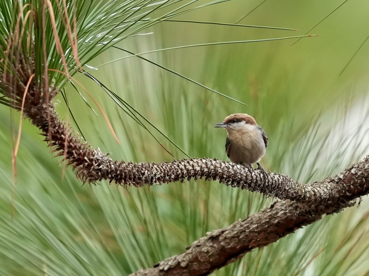 Brown-headed Nuthatch - ML652170339