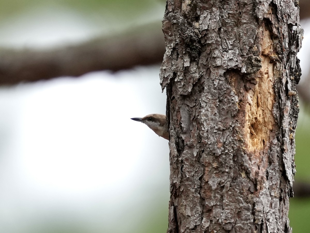 Brown-headed Nuthatch - ML652170340