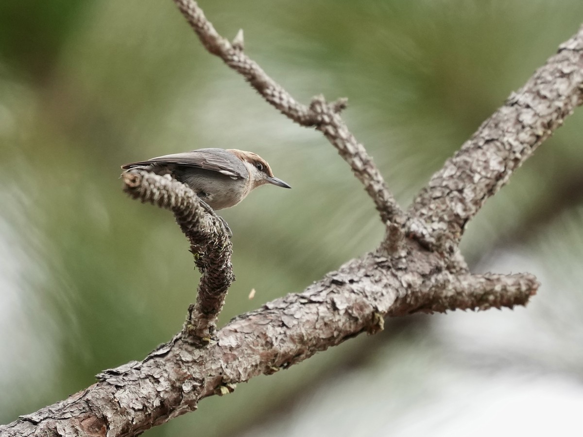 Brown-headed Nuthatch - ML652170341