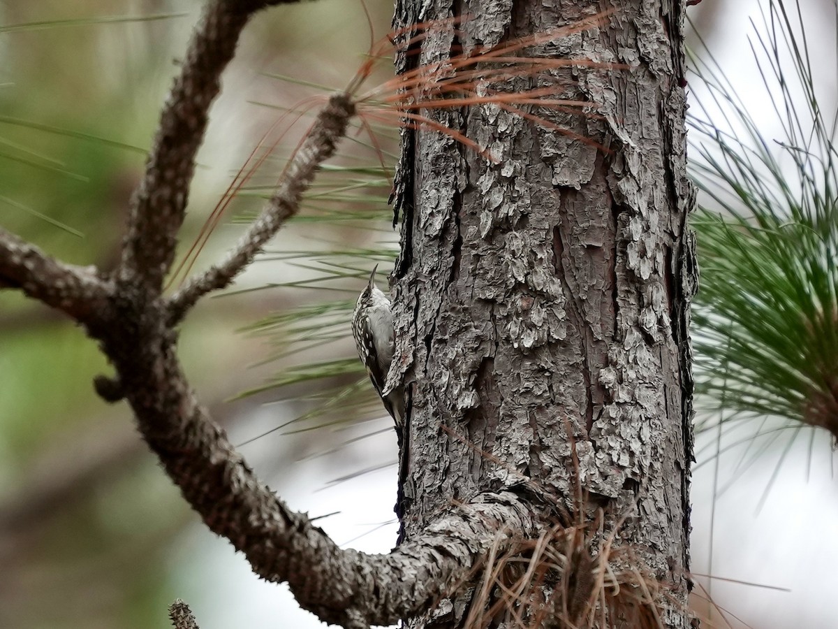 Brown Creeper - ML652170384