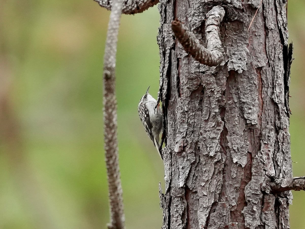 Brown Creeper - ML652170385