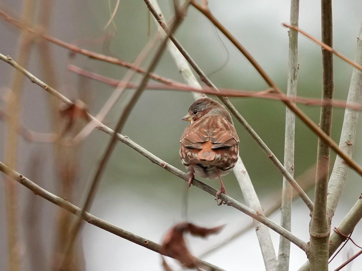 Fox Sparrow - ML652170439