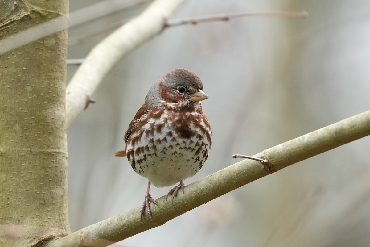 Fox Sparrow - ML652170440