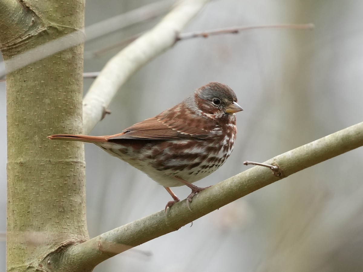 Fox Sparrow - ML652170442