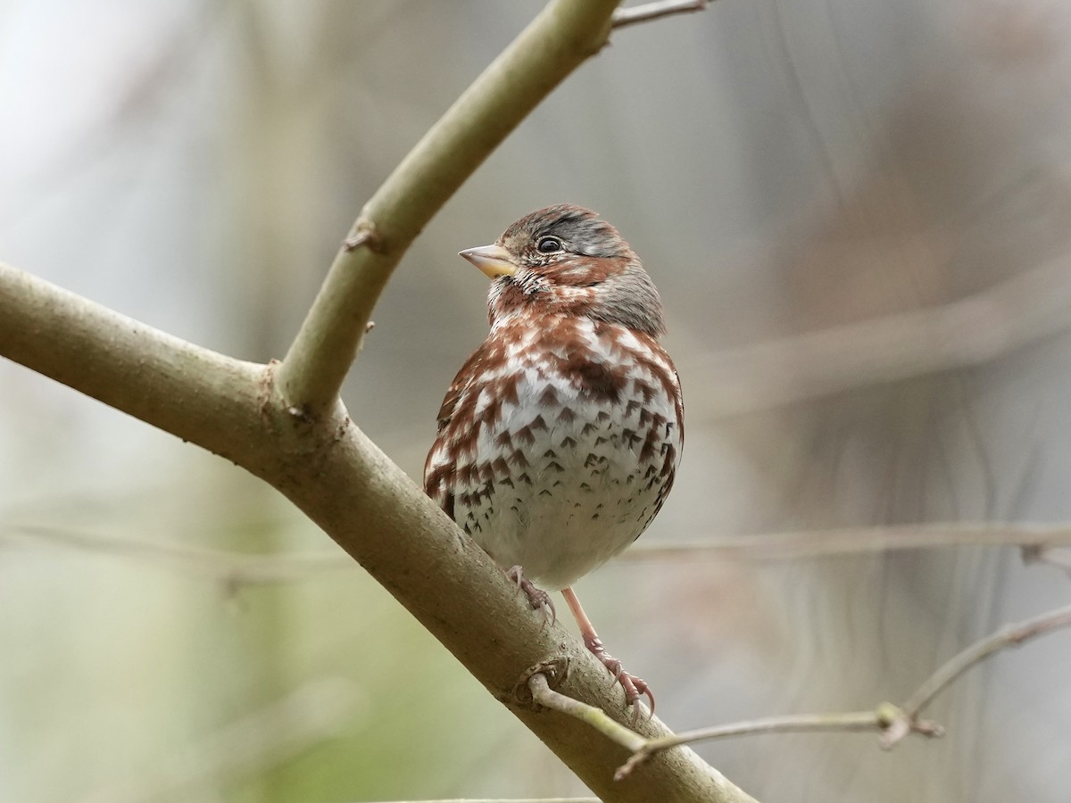 Fox Sparrow - ML652170443
