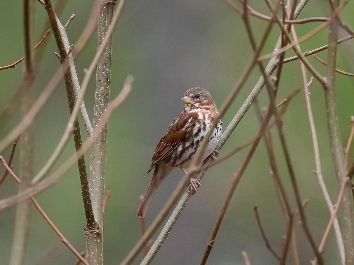 Fox Sparrow - ML652170444