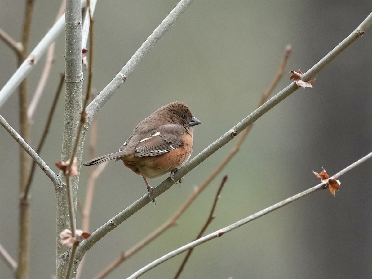 Eastern Towhee - ML652170462