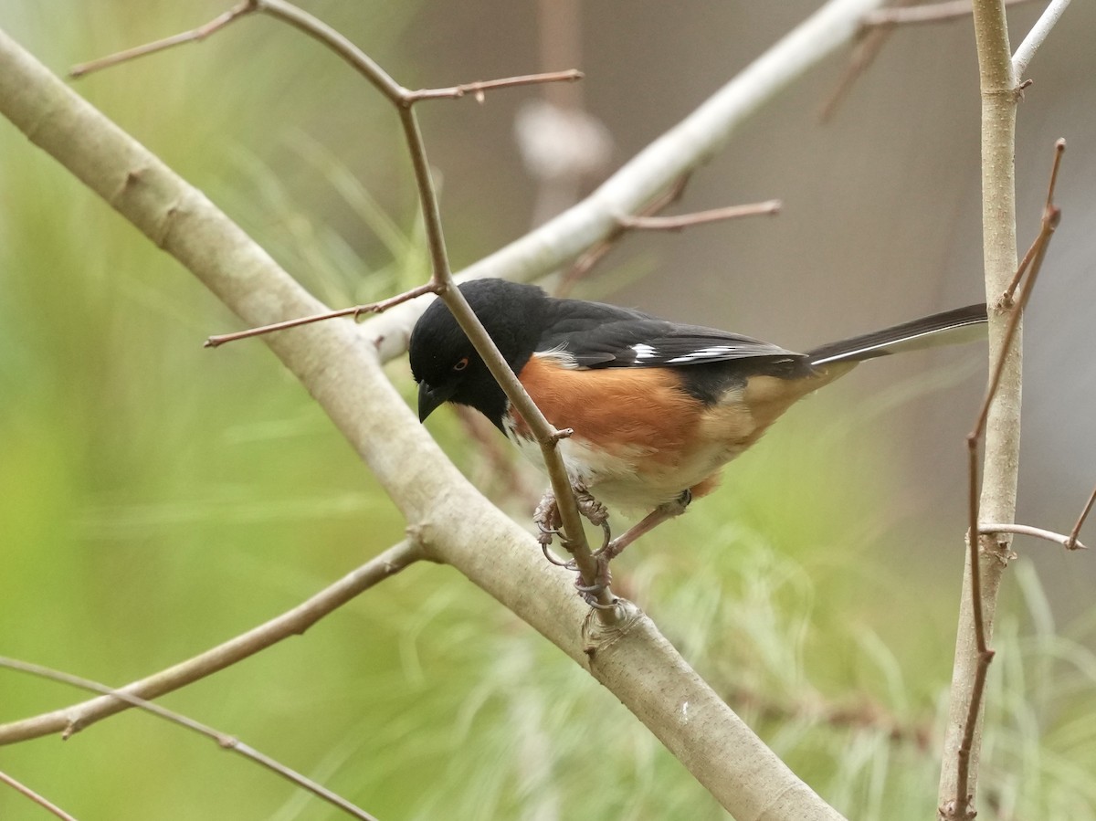 Eastern Towhee - ML652170463