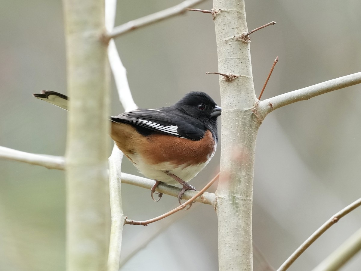 Eastern Towhee - ML652170464