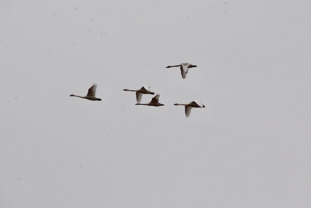 ナキハクチョウ - ML652170508