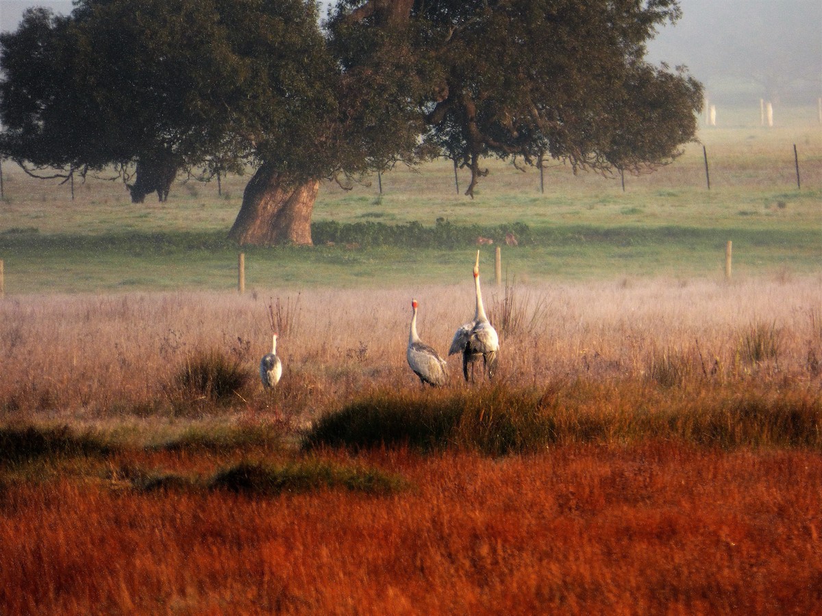 Brolga - ML65217061