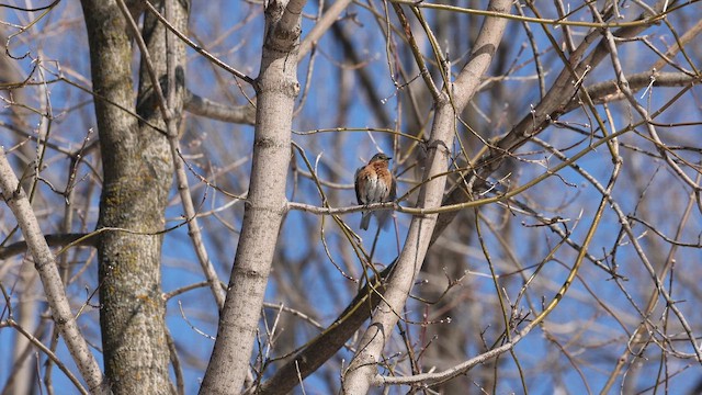 Eastern Bluebird - ML652170614
