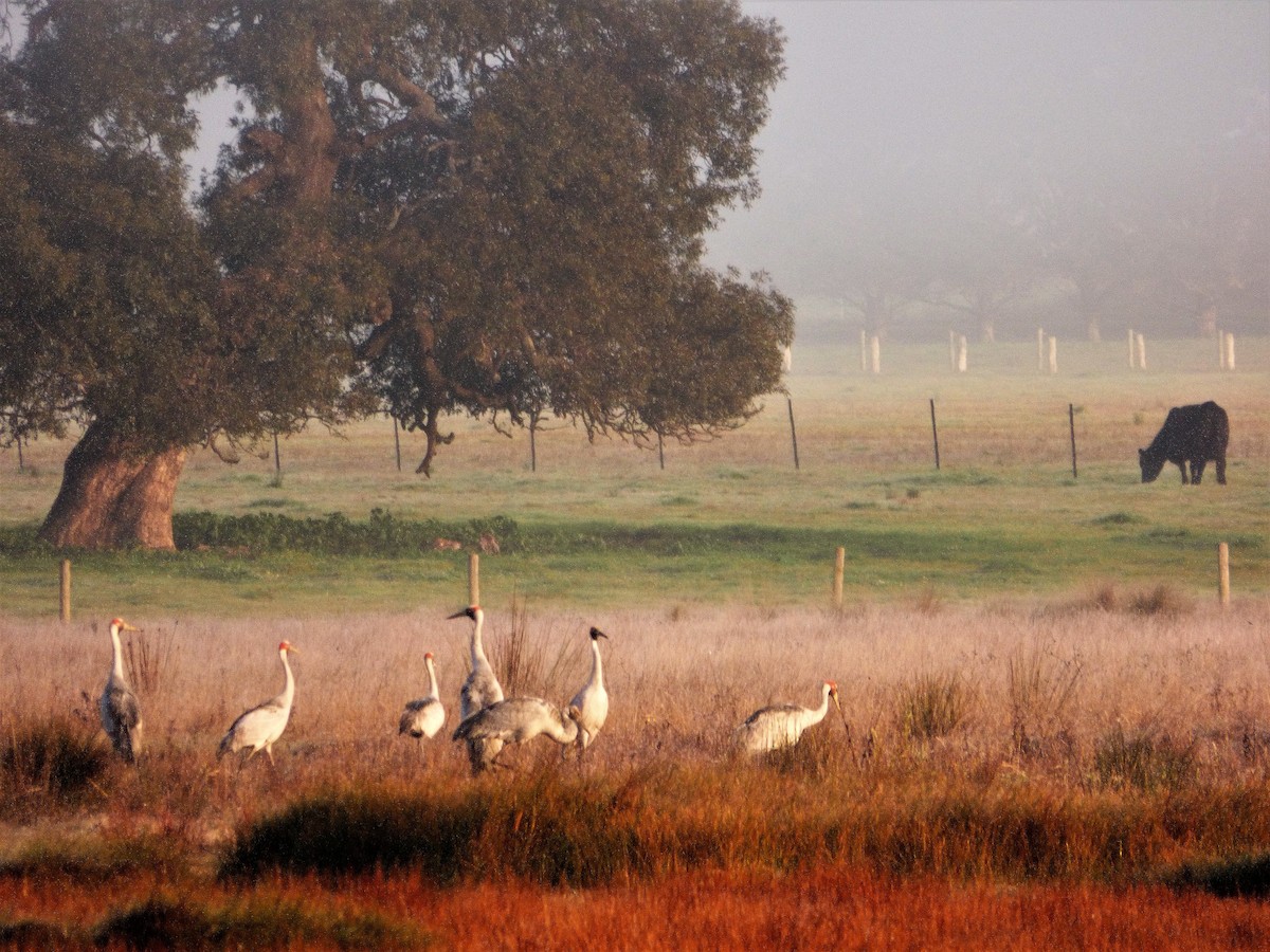 Brolga - ML65217101