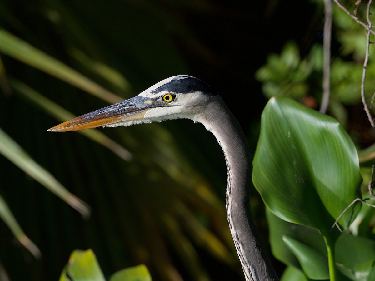 Great Blue Heron - ML652171210
