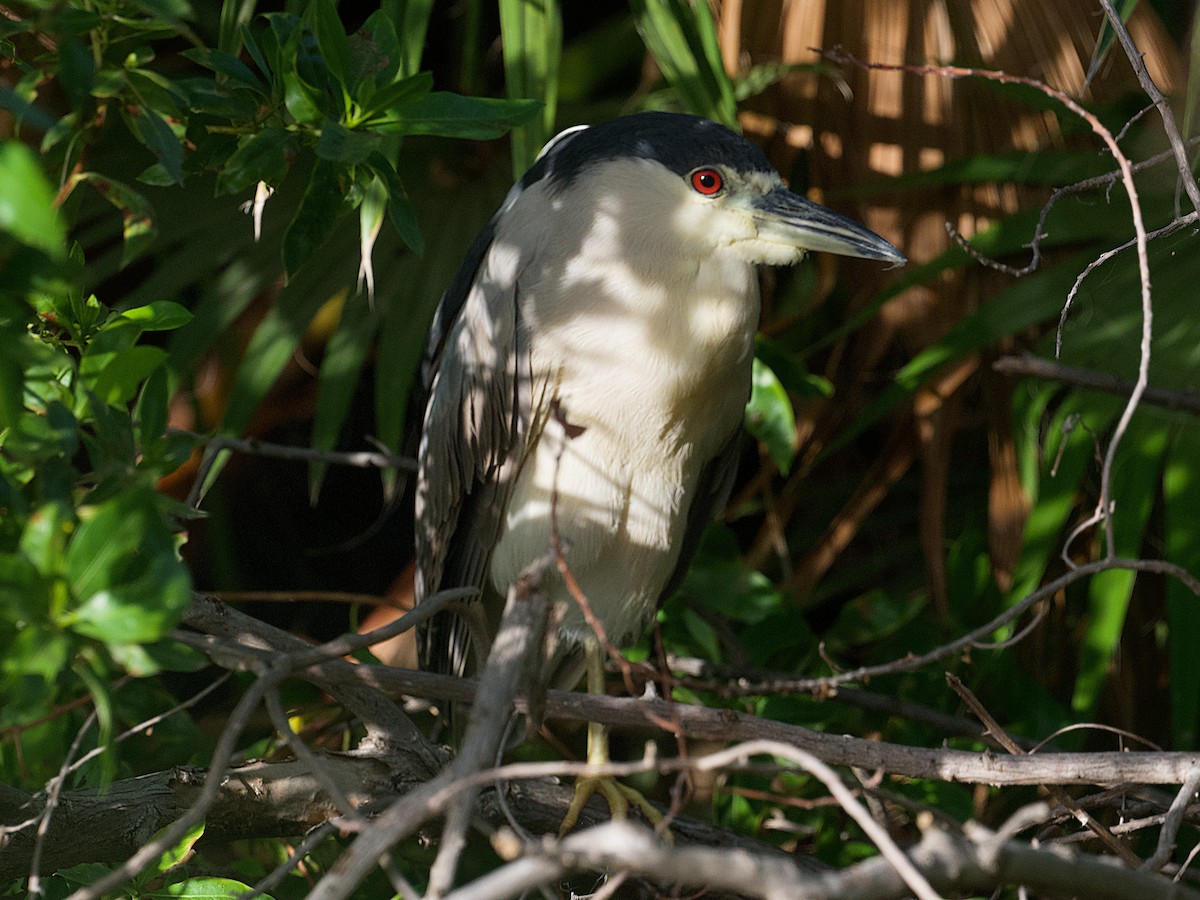 해오라기 - ML652171226