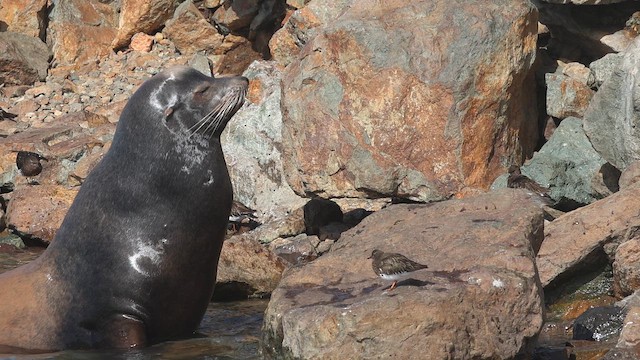 svartsteinvender - ML652171273