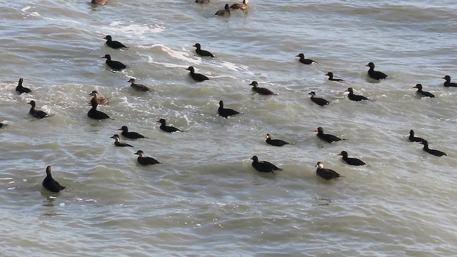 Black Scoter - ML652171316