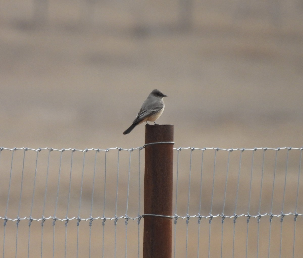 チャイロツキヒメハエトリ - ML652171342