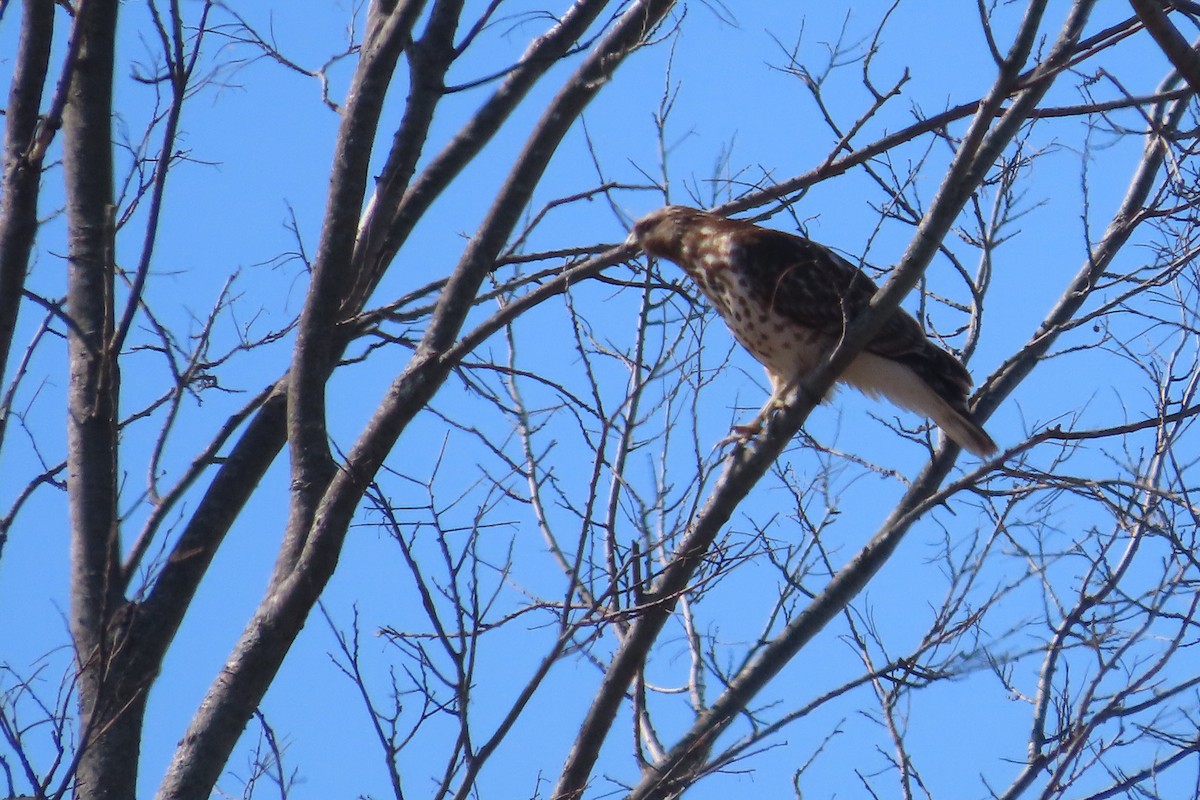 Buse à épaulettes - ML652171350