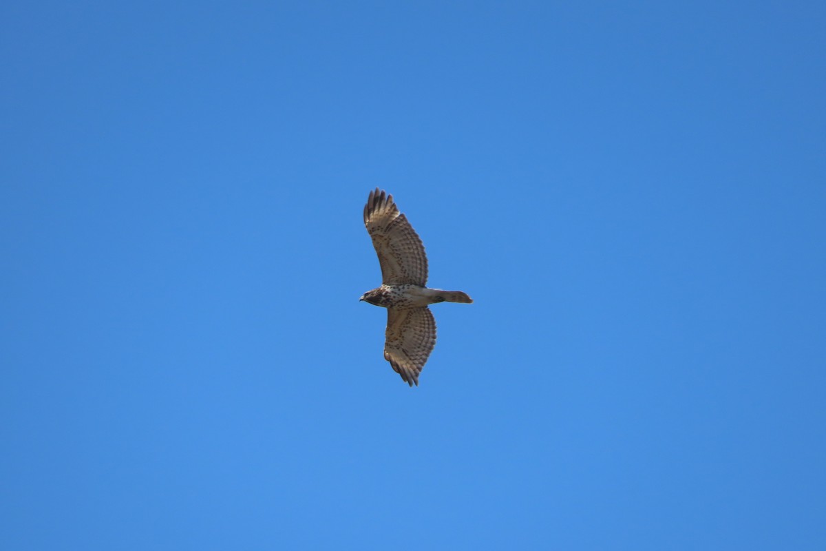 Buse à épaulettes - ML652171358