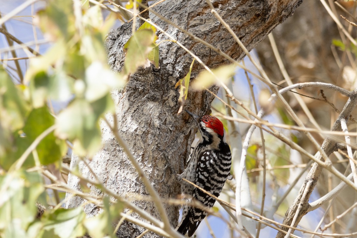 Ladder-backed Woodpecker - ML652171373