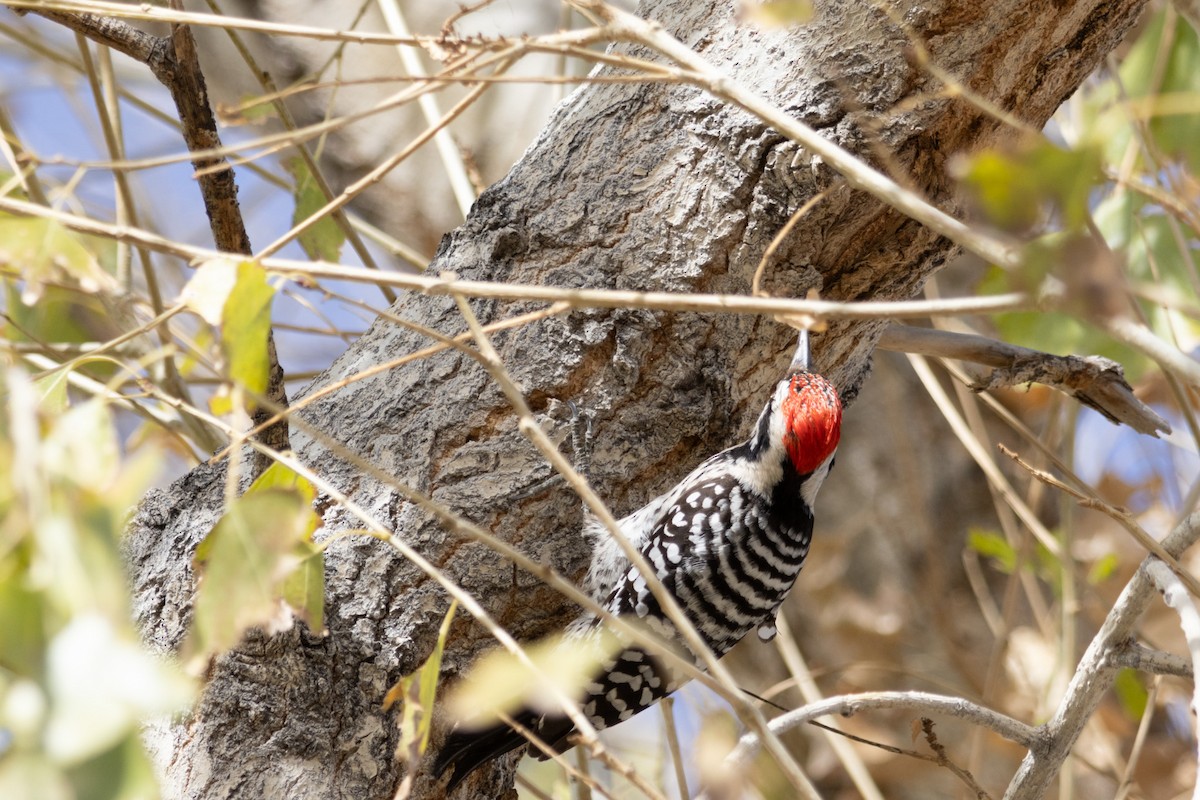 Ladder-backed Woodpecker - ML652171374