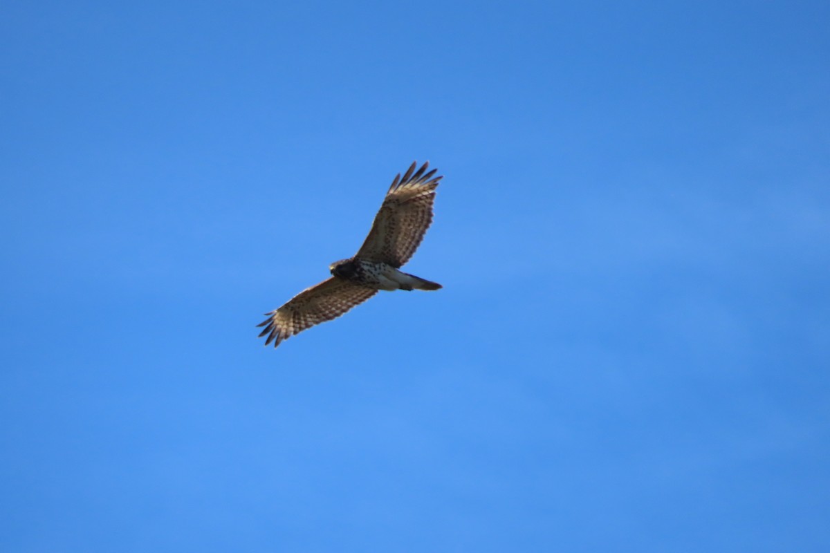 Buse à épaulettes - ML652171379