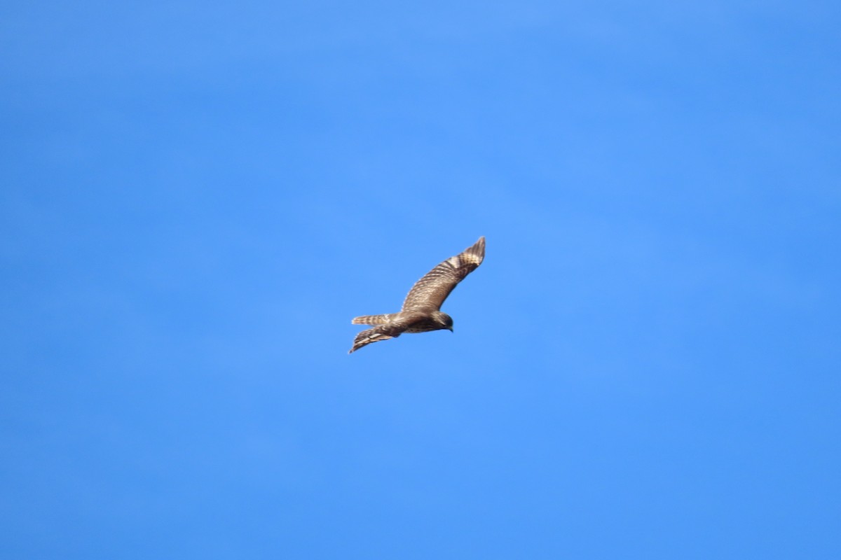 Buse à épaulettes - ML652171385