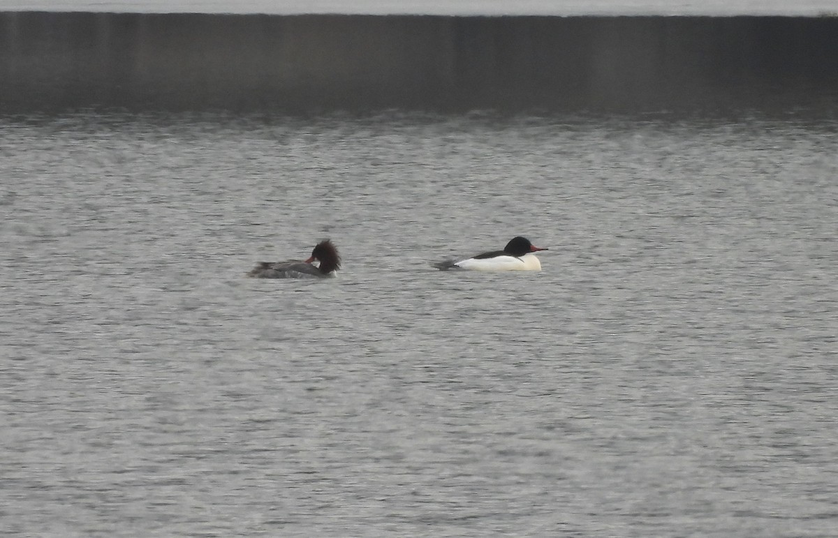 カワアイサ - ML652171394