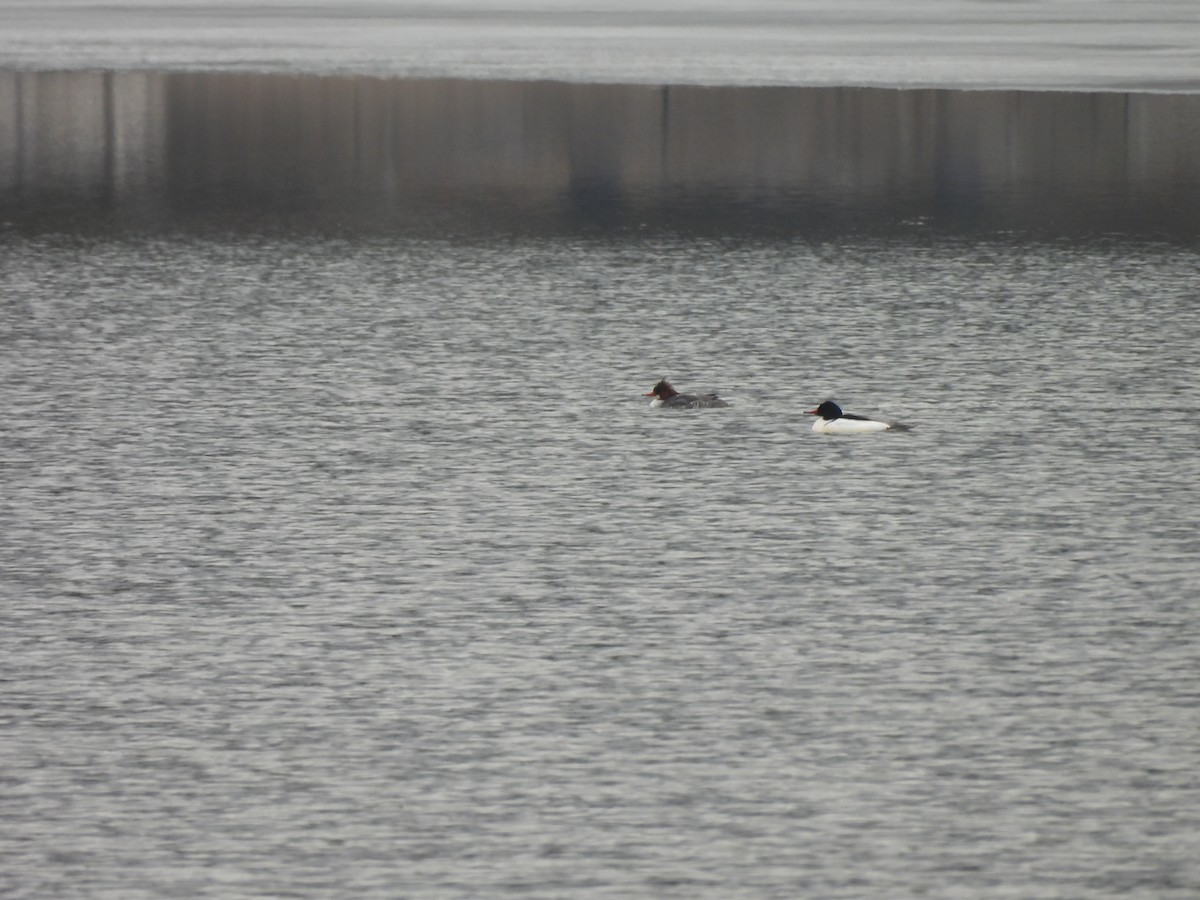 カワアイサ - ML652171395