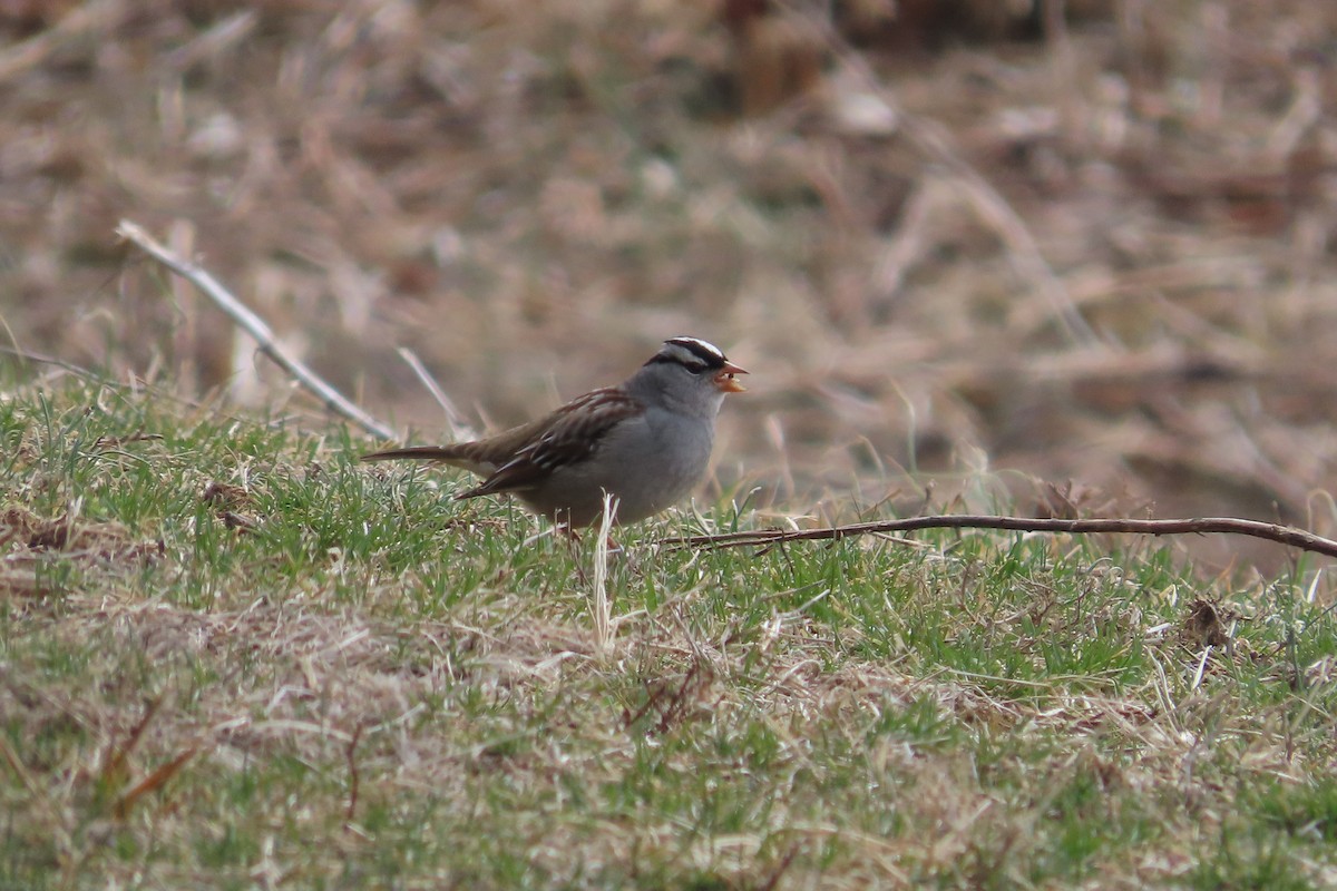 Bruant à couronne blanche - ML652171402